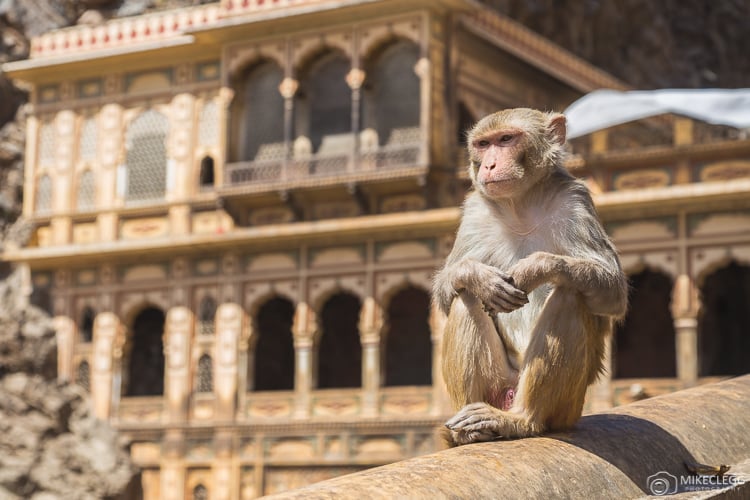 Monkeys at Monkey Temple, Jaipur