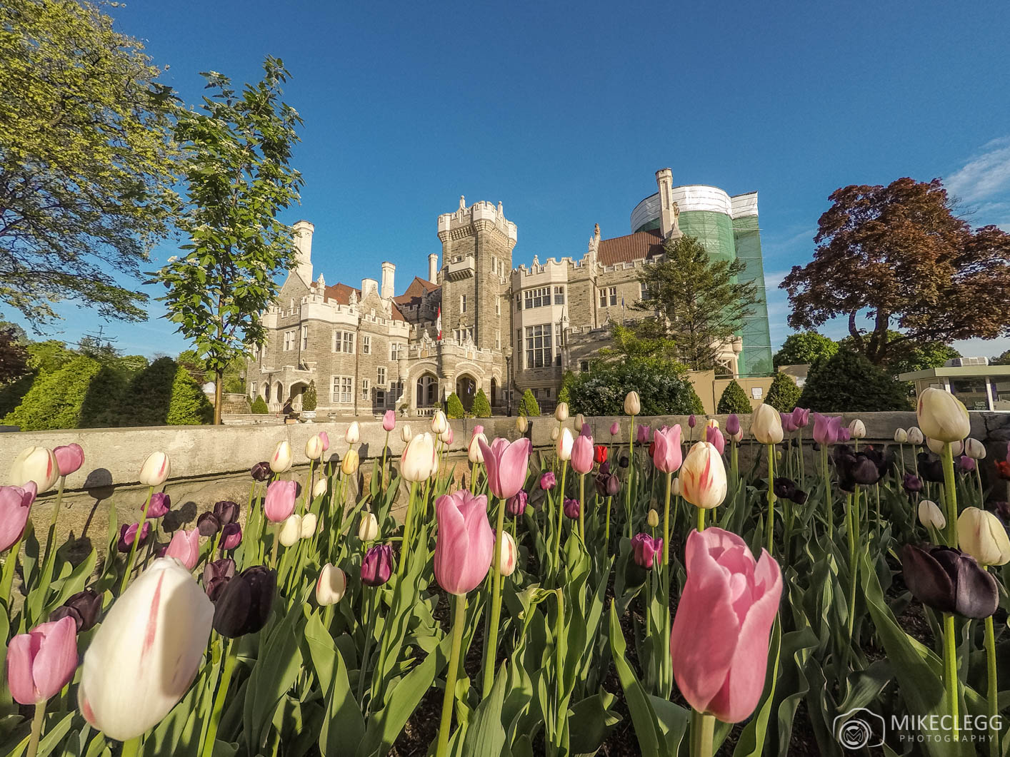 Toronto in the Spring with Tulips