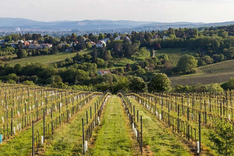 Kahlenberg Vienna