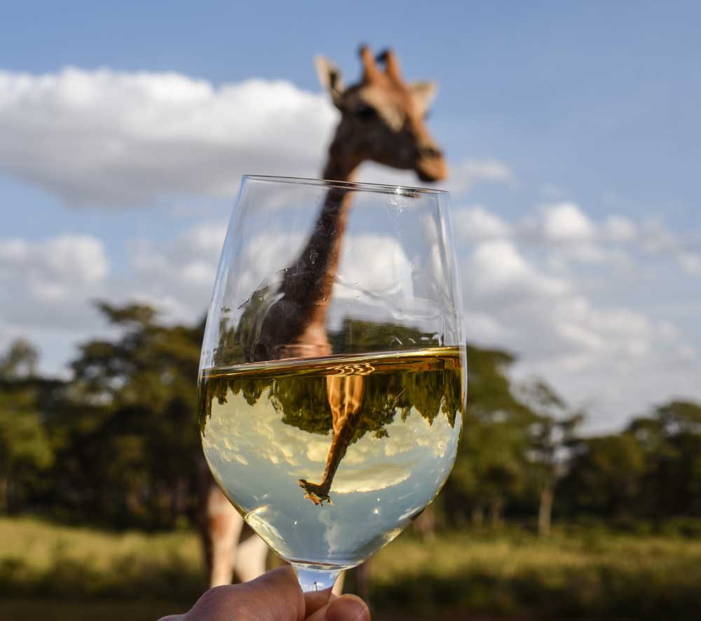 Angie Silver Interview - Giraffe and glass of wine