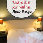 Travel Tips: What to do if your hotel has bed bugs