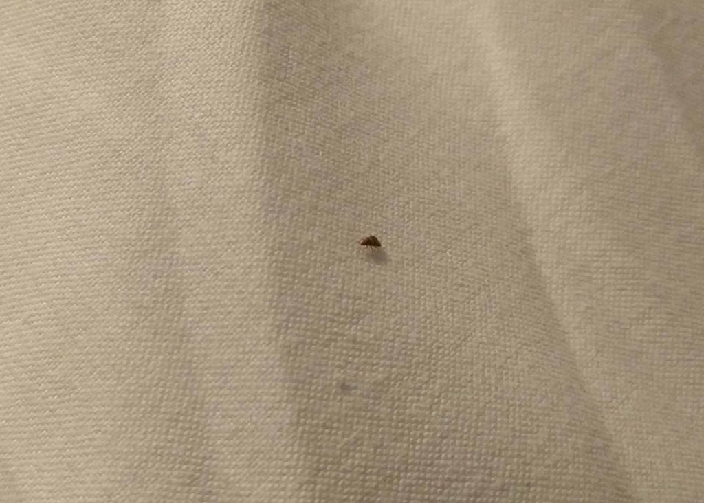 Closeup to a Bed Bugs on sheets