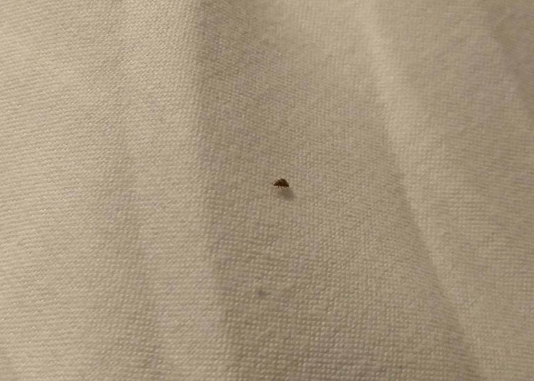 Travel Tips What to Do If Your Hotel Has Bed Bugs TAD