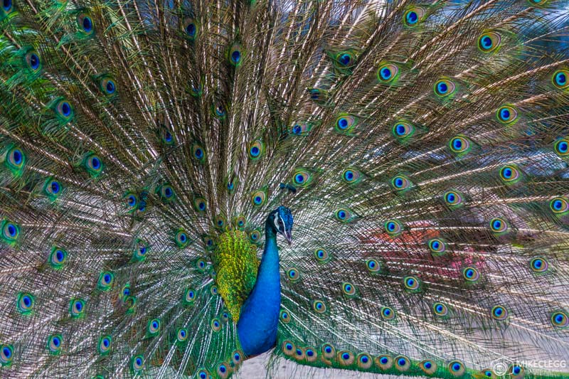 Bird Park Kuala Lumpur