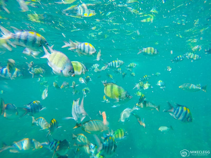 Snorkelling with fish in Thailand