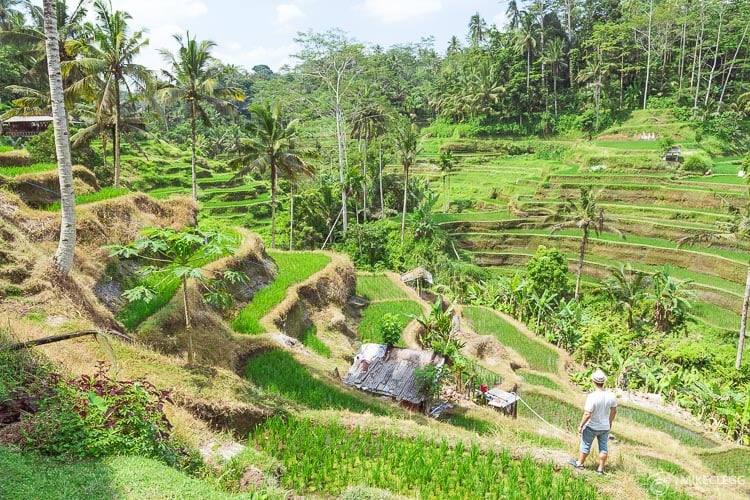 Tegalalang Rice Terrace, Bali