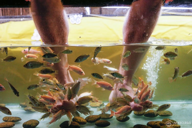 Doctor Fish in Siem Reap