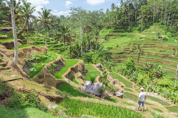 Tegalalang Rice Terrace in Ubud