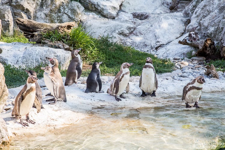 Penguins at Vienna Zoo - Tiergarten