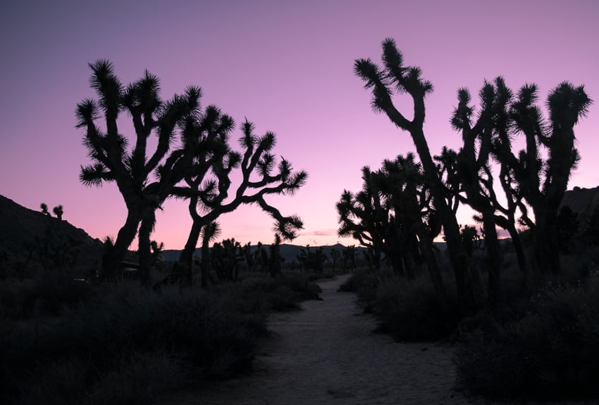 Joshua Tree National Park, USA by Tara Schatz