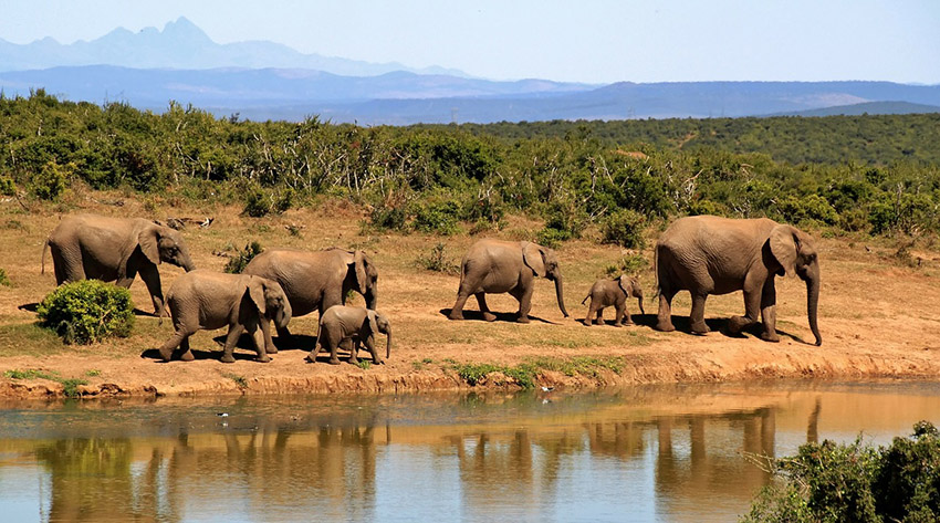 elephants at a safari-via pixabay - 279505_1280
