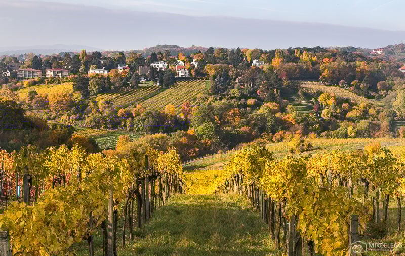 Kahlenberg, Autumn in Austria