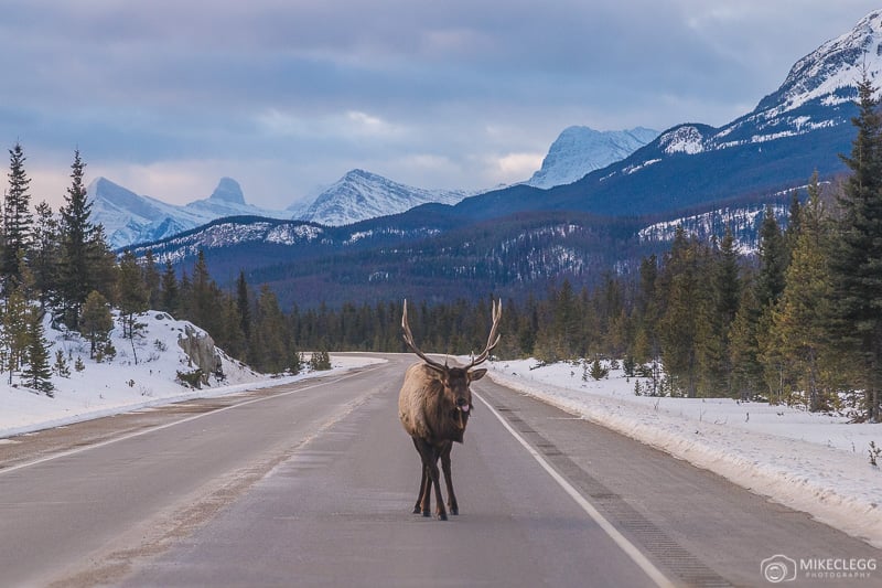 Elk Wildlife on roads in Alberta