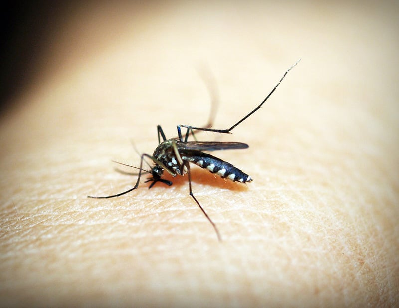 Feeding female mosquito Mosquito
