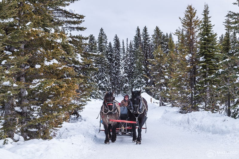 Horse Sleigh Rides, Lake Louise Canada