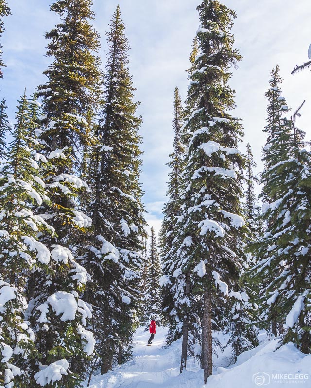 Tree runs in Marmot Basin Ski Resort, Jasper