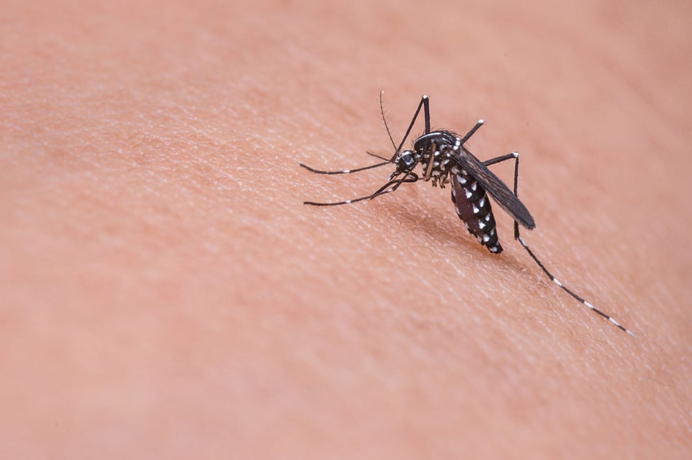 How to Avoid Mosquito Born Diseases While Travelling