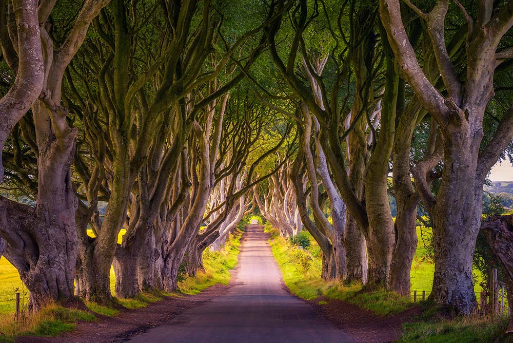 Dark Hedges in Northern Ireland