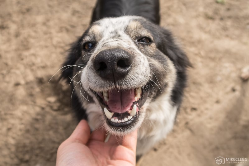 Happy Dogs at Helens House of Hope Dog Sanctuary