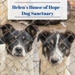 Helen’s House of Hope – Dog Sanctuary