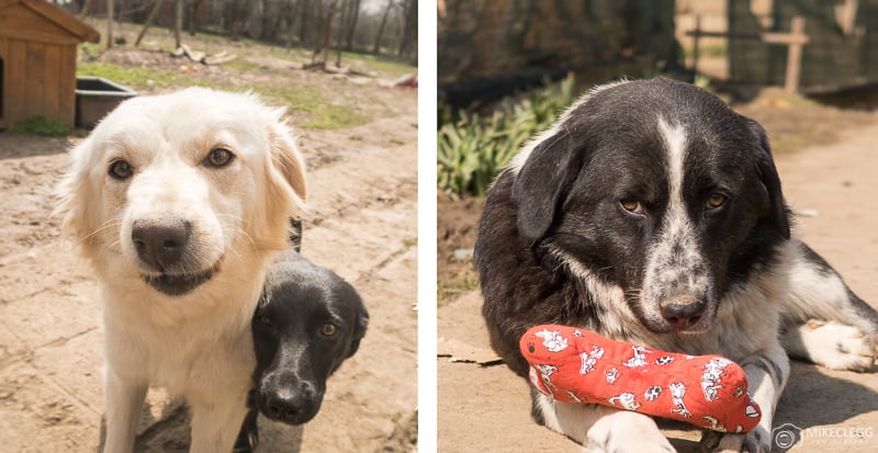 Marley, Mimi and Pip