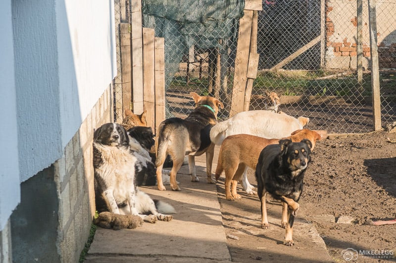 Roamers at the dog sanctuary