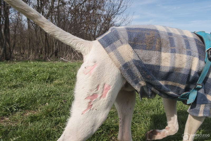 Scars on a dog from previous times