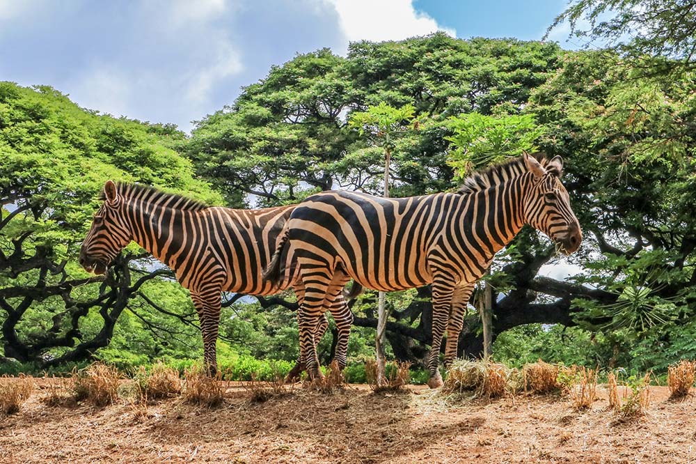 Zebras at Honolulu Zoo
