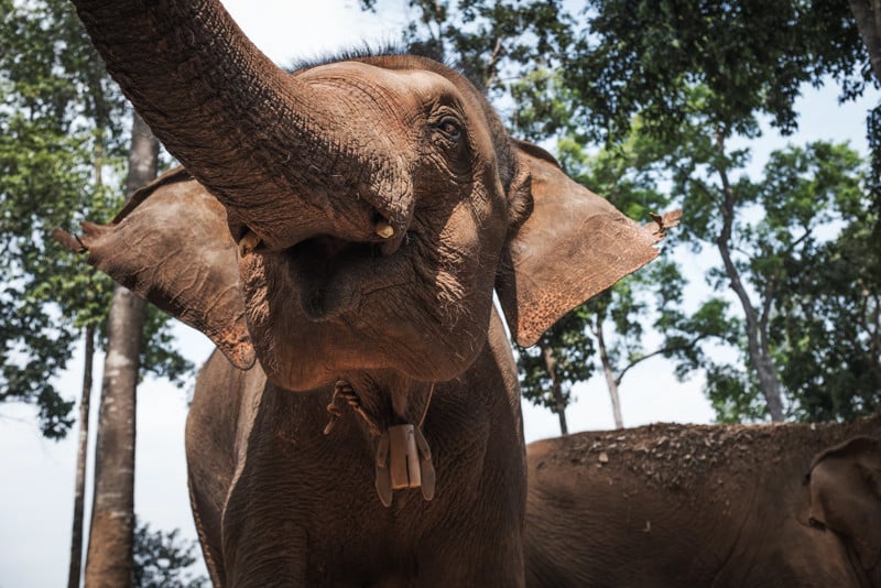 Elephant Jungle Sanctuary 2 - Chiang Mai - © Sebastian Jacobitz