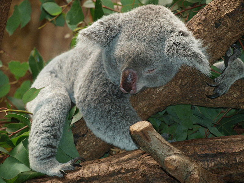 Koala sleeping (CC0)