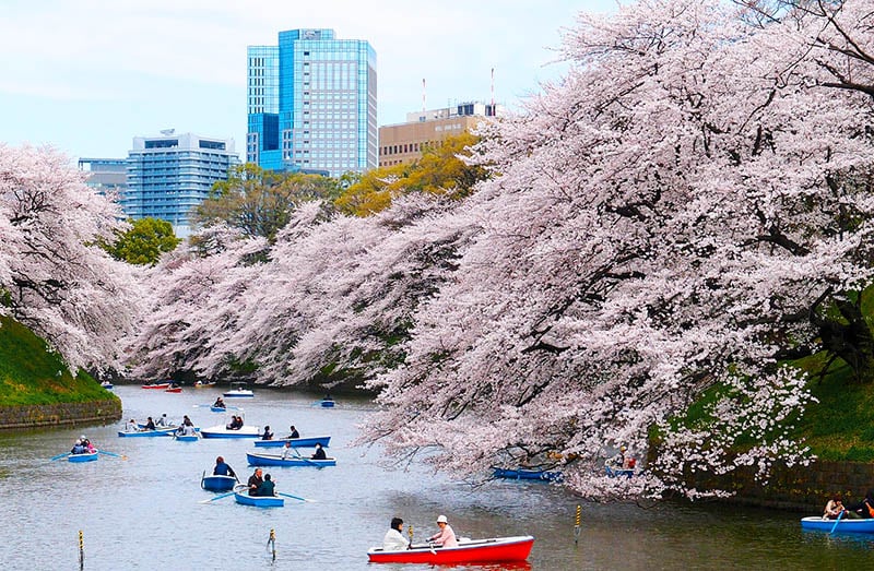 Cherry Blossoms in Tokyo Japan