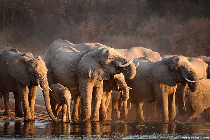 African Elephants