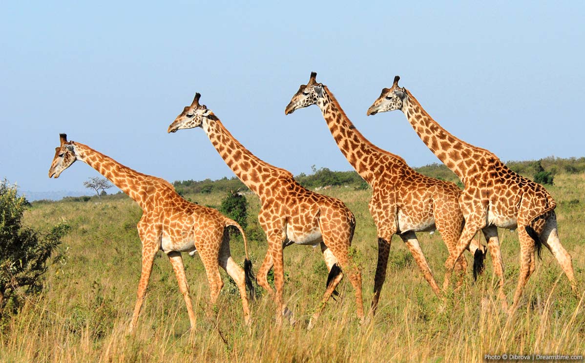 Giraffes in Kenya