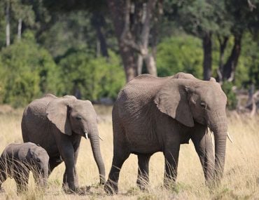 Nature in Tanzania