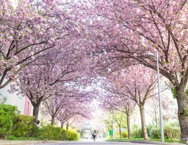 Spring destinations and colourful blossoms