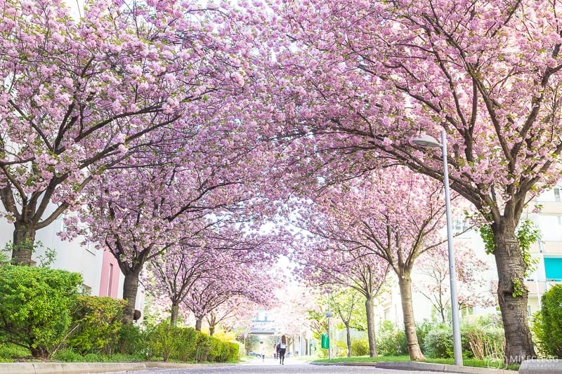 Spring destinations and colourful blossoms