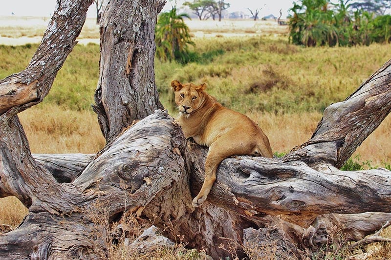 Wildlife at Serengeti National Park, Tanzania
