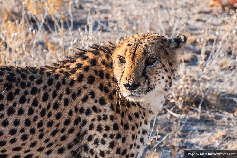 A Cheetah in Otjitotongwe