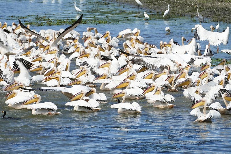 Danube Delta, Romania