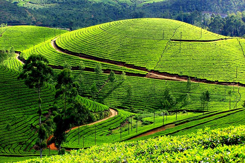 Darjeeling tea plantations