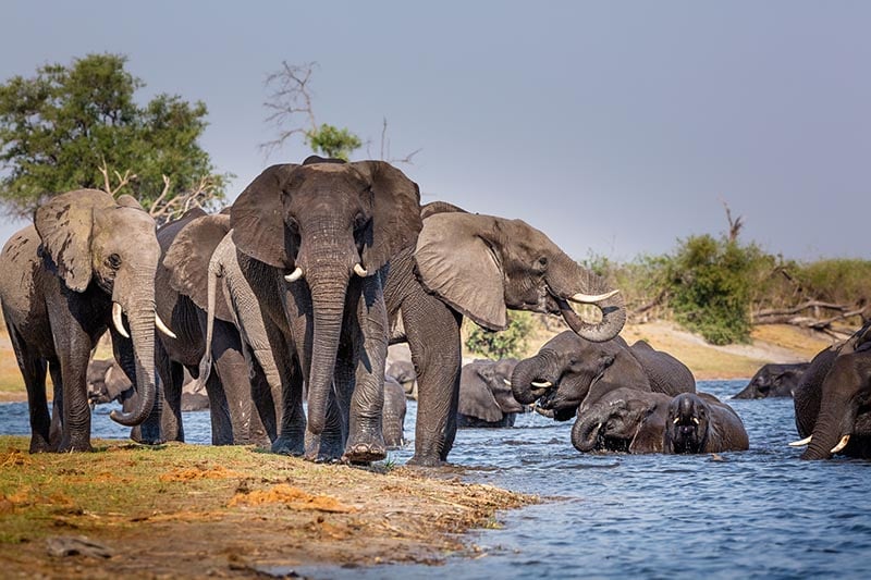 Elephants at Bwabwata National Park