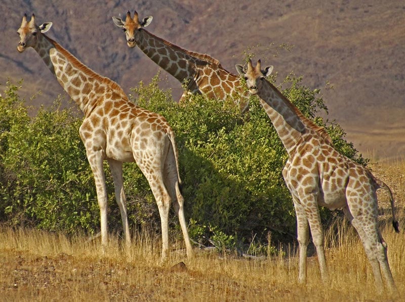 Etosha National Park, Namibia by Philip von Geyr via Pixabay