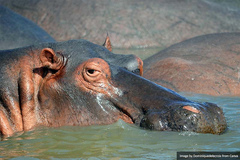 Hippo in St. Lucia Estuary