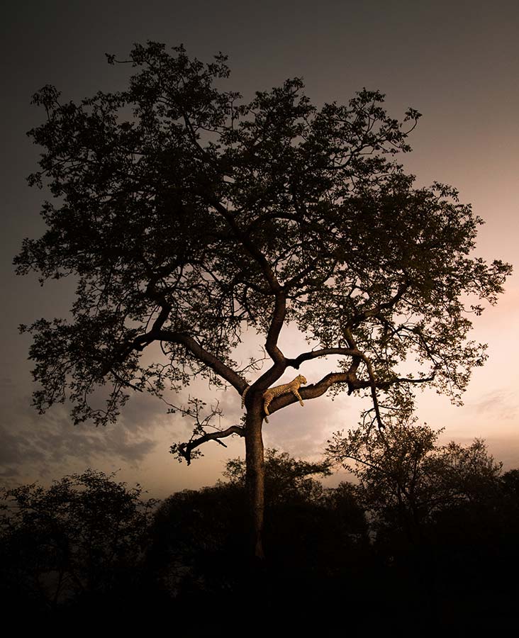 Kgalagadi Transfrontier Park