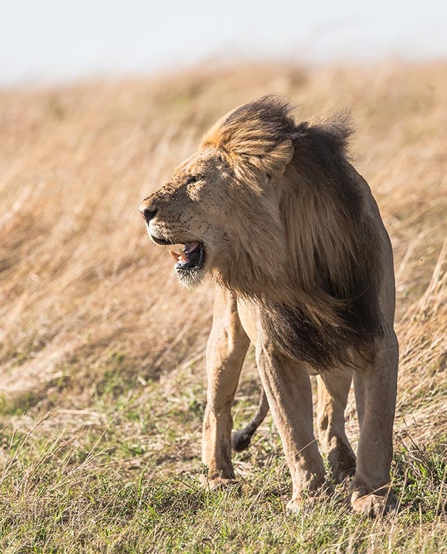Lion in Kruger National Park