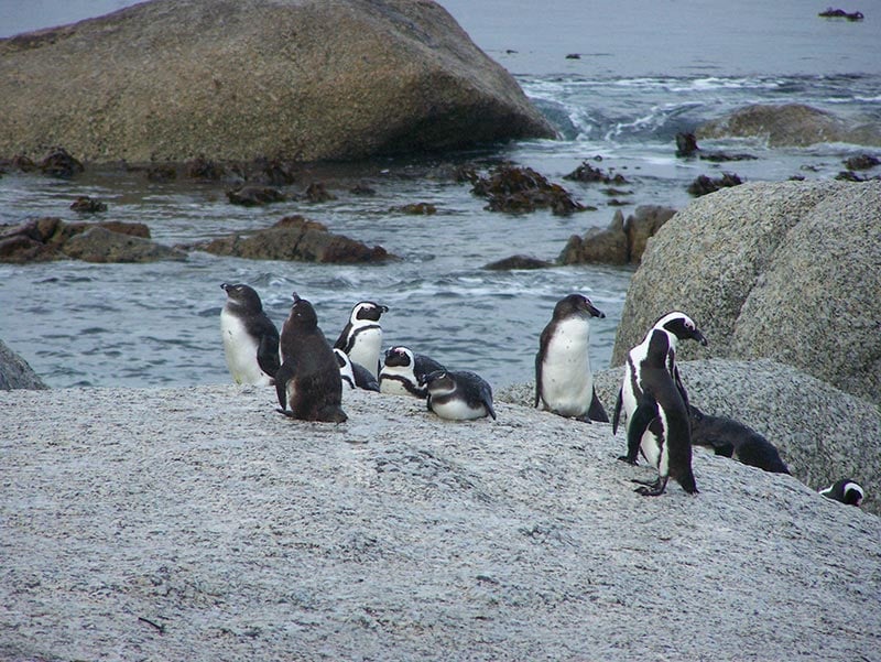Penguins - Cape Peninsula