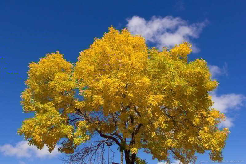 Trees in the Fall