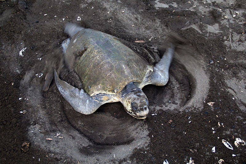 Turtles in Ostional 