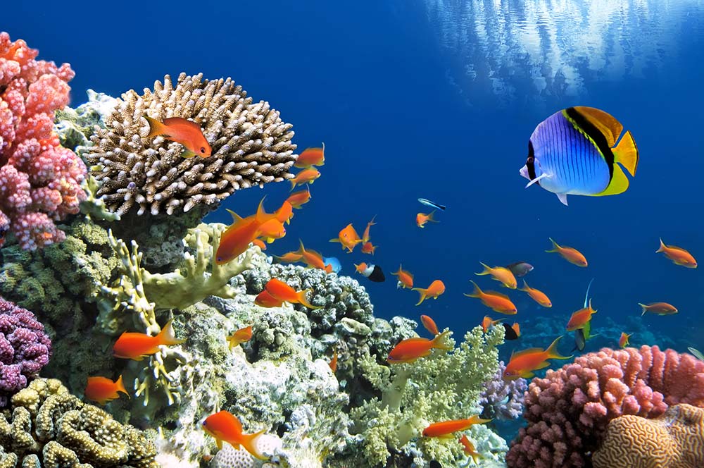 Underwater tropical fish, Egypt