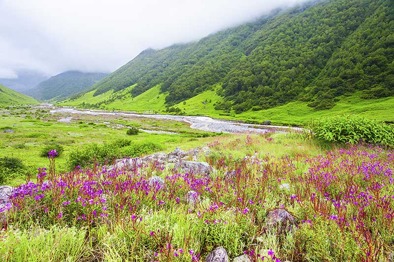 Valley of Flowers, Uttarakhand